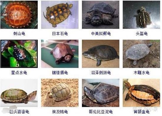 乌龟的祖先是什么，乌龟的祖先是什么东西