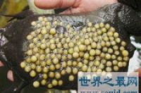 蛀船虫，蛀船虫真的吃铁吗