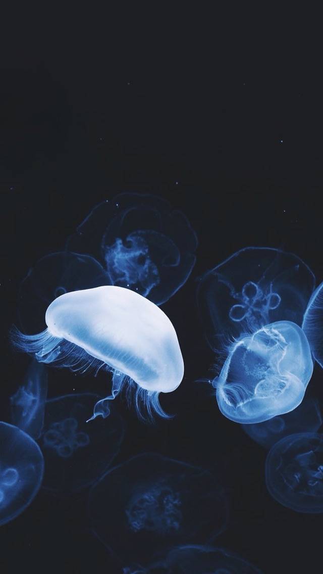 水母图片大全，灯塔水母图片大全
