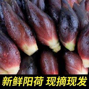 阳荷姜，阳荷姜图片大全