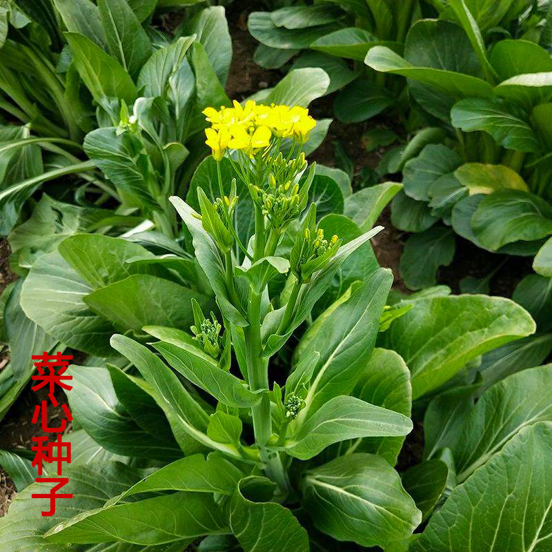 紫菜心，紫菜心怎么炒