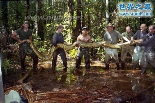 红海巨蛇，红海巨蛇大战鲨鱼