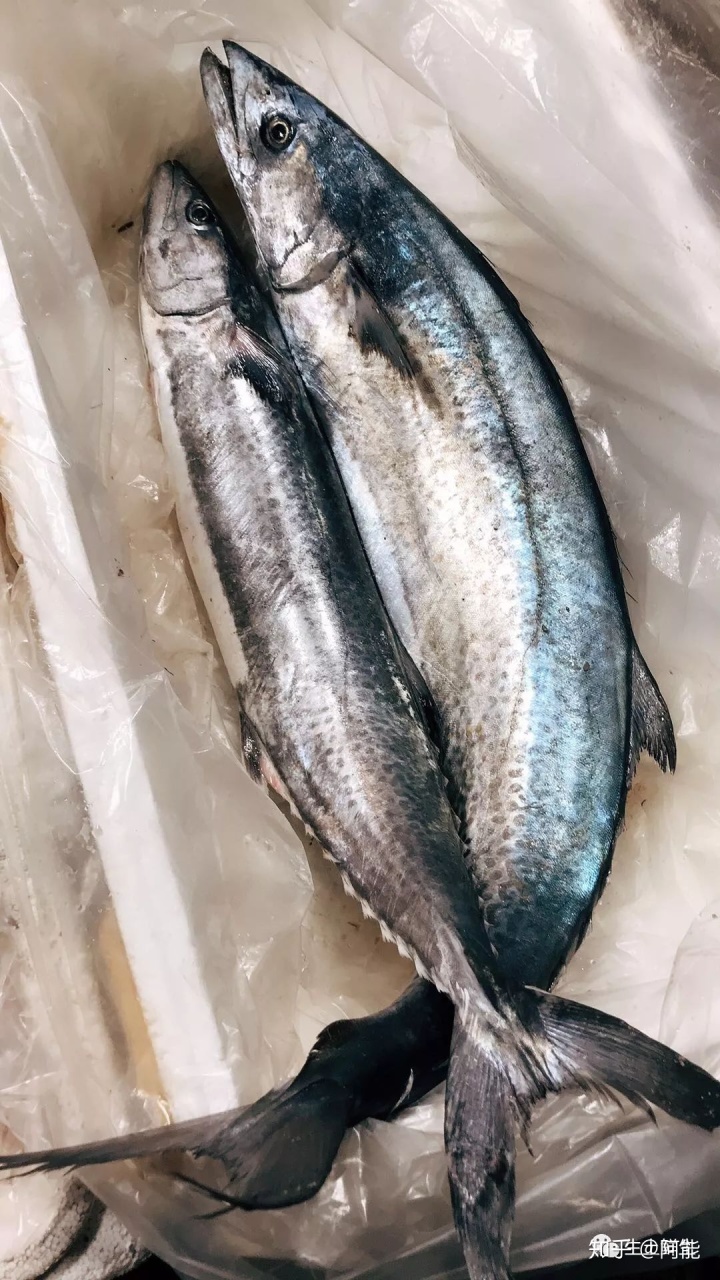 马鲛鱼图片，鲅鱼是马鲛鱼吗