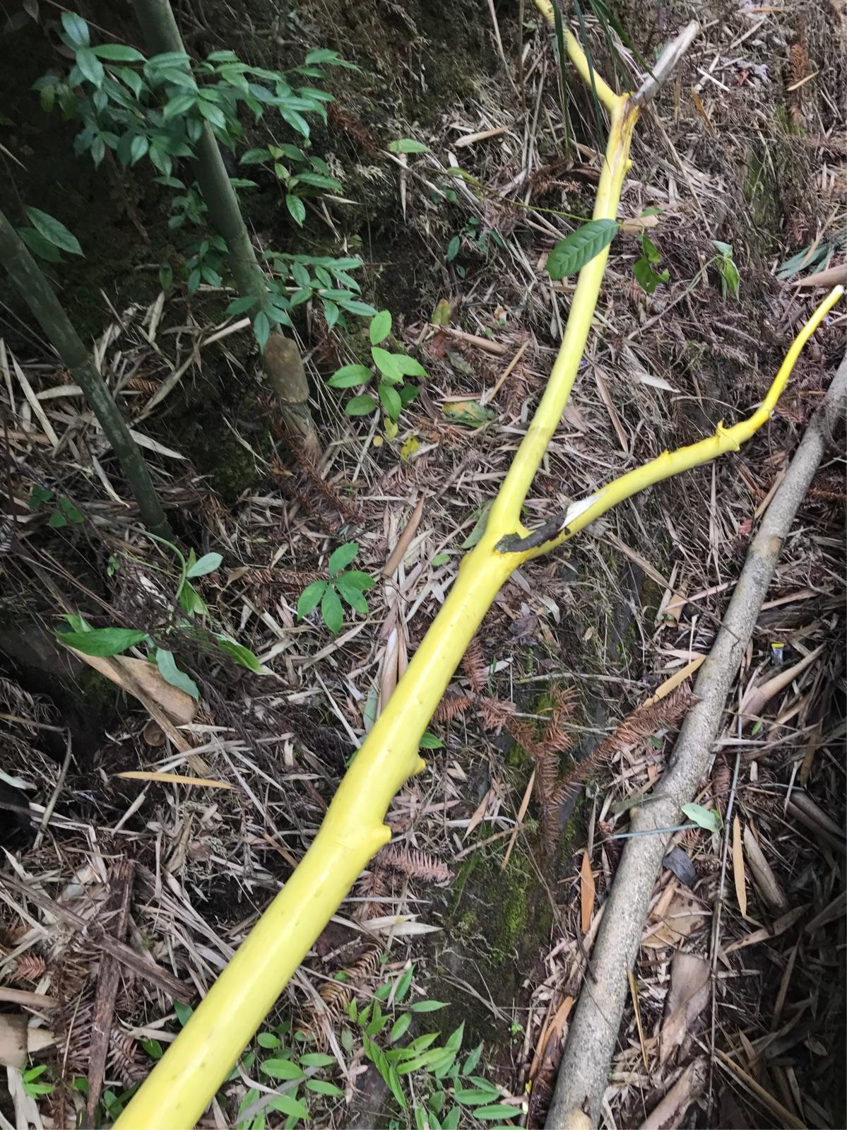 黄柏树，黄柏树是国家保护树种吗
