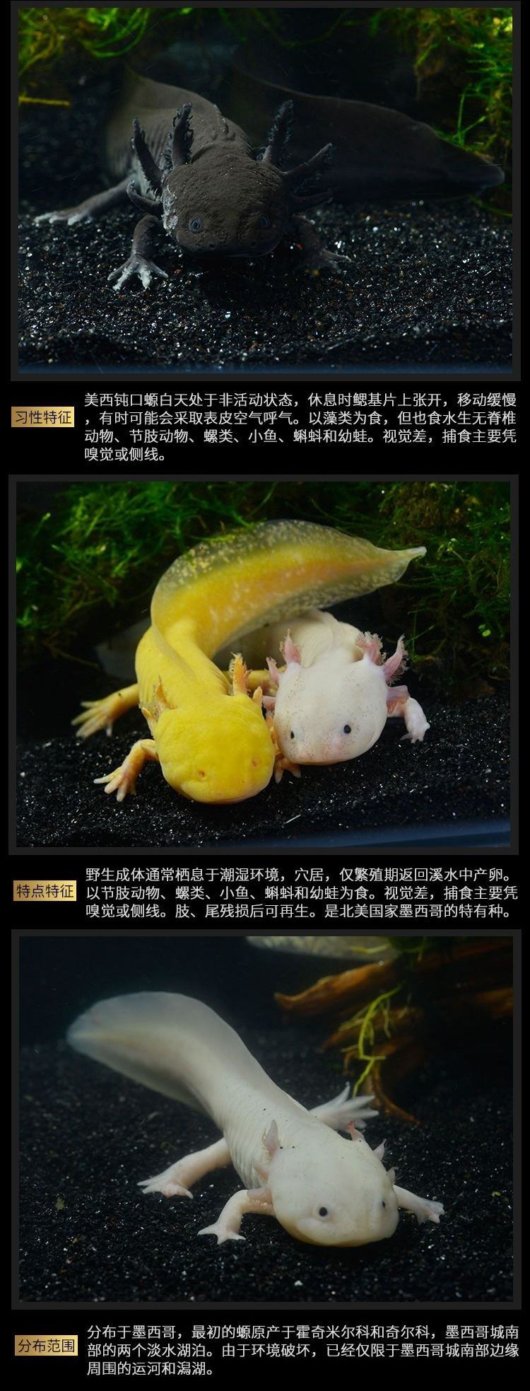 霸王蝾螈，鬼吹灯霸王蝾螈