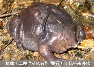 活化石有哪些，中国的活化石有哪些