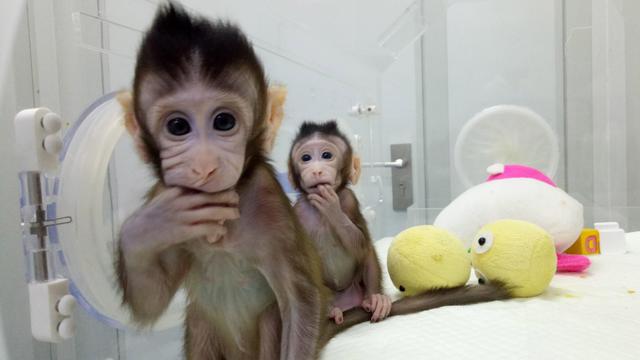 生殖隔离是什么意思，没有生殖隔离是什么意思