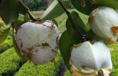 茶桃，茶桃产地在哪里