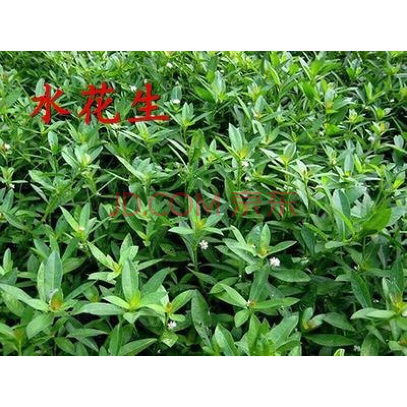 草籽的拼音，草籽的拼音怎么读音
