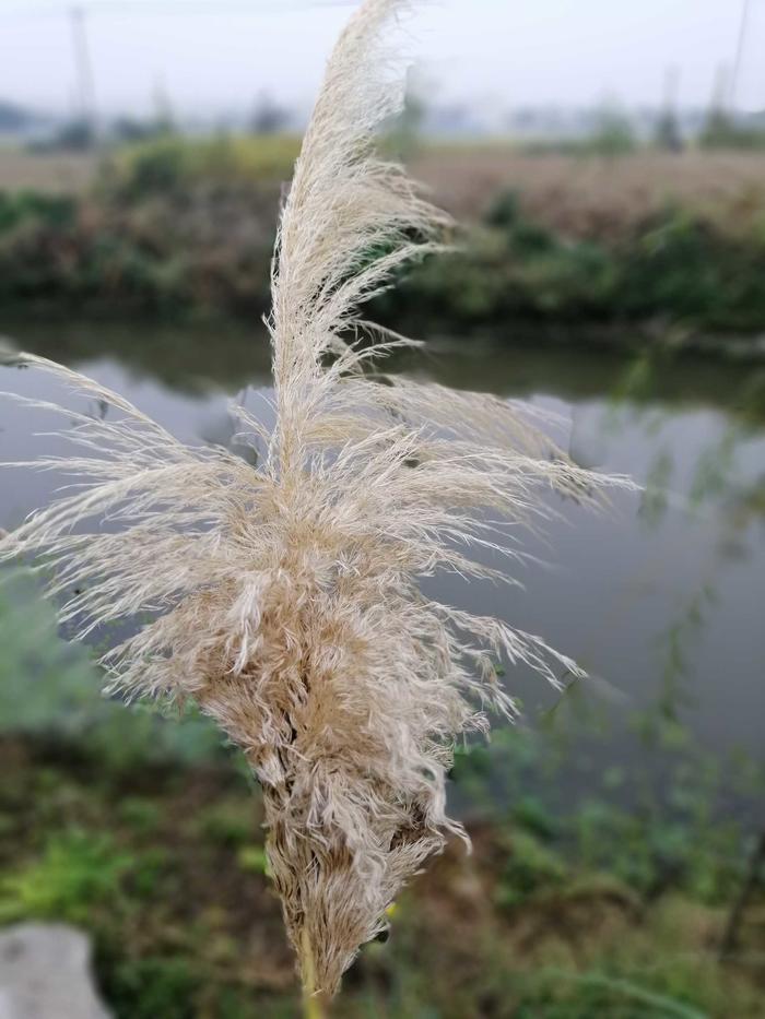 草籽的拼音，草籽的拼音怎么读音