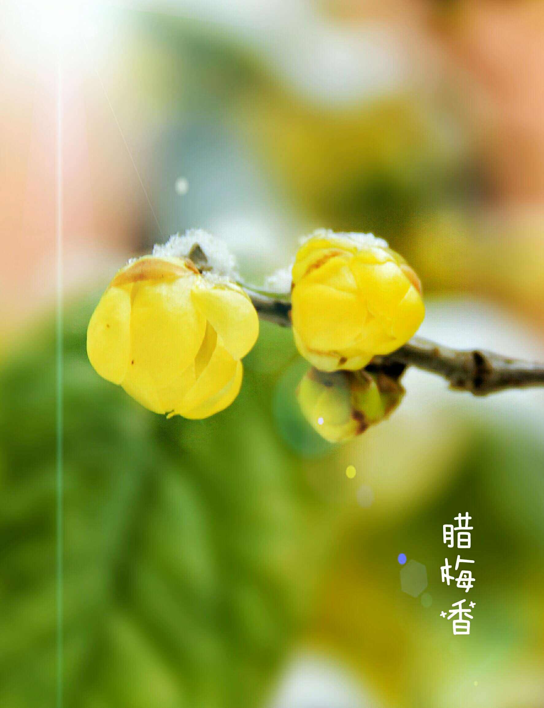 腊梅香，腊梅香的诗句