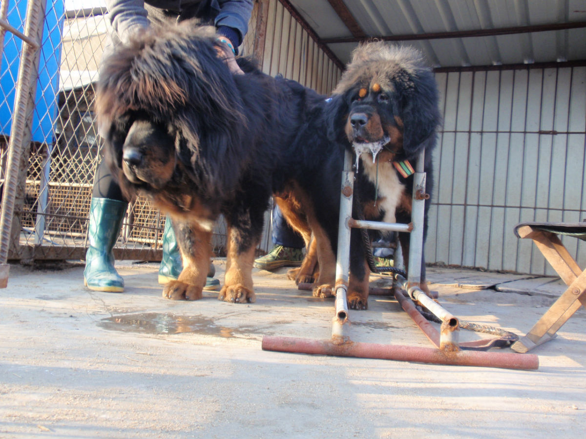 超大型犬，超大型犬有哪些