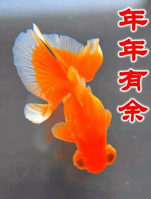 富贵有鱼，富贵有余是什么意思