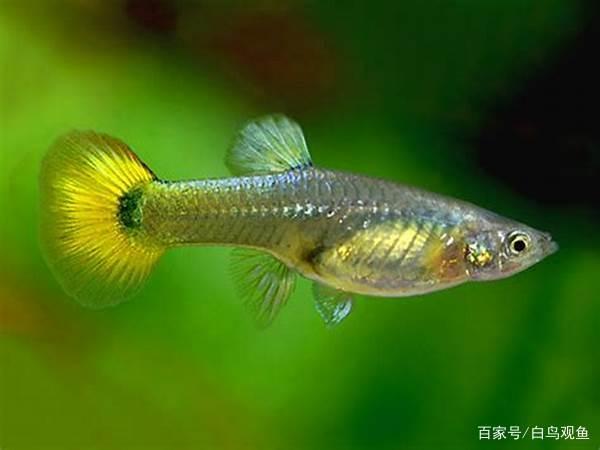 孔雀鱼种类，热带鱼孔雀鱼