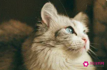 梦见被猫抓伤出血，梦见被猫抓伤出血,自己又把猫打死