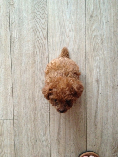 泰迪为什么要断尾，泰迪犬纯不纯看爪子
