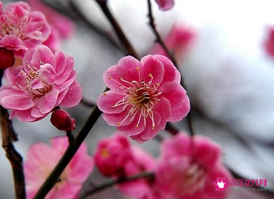 冬天有什么植物，冬天适合养什么植物