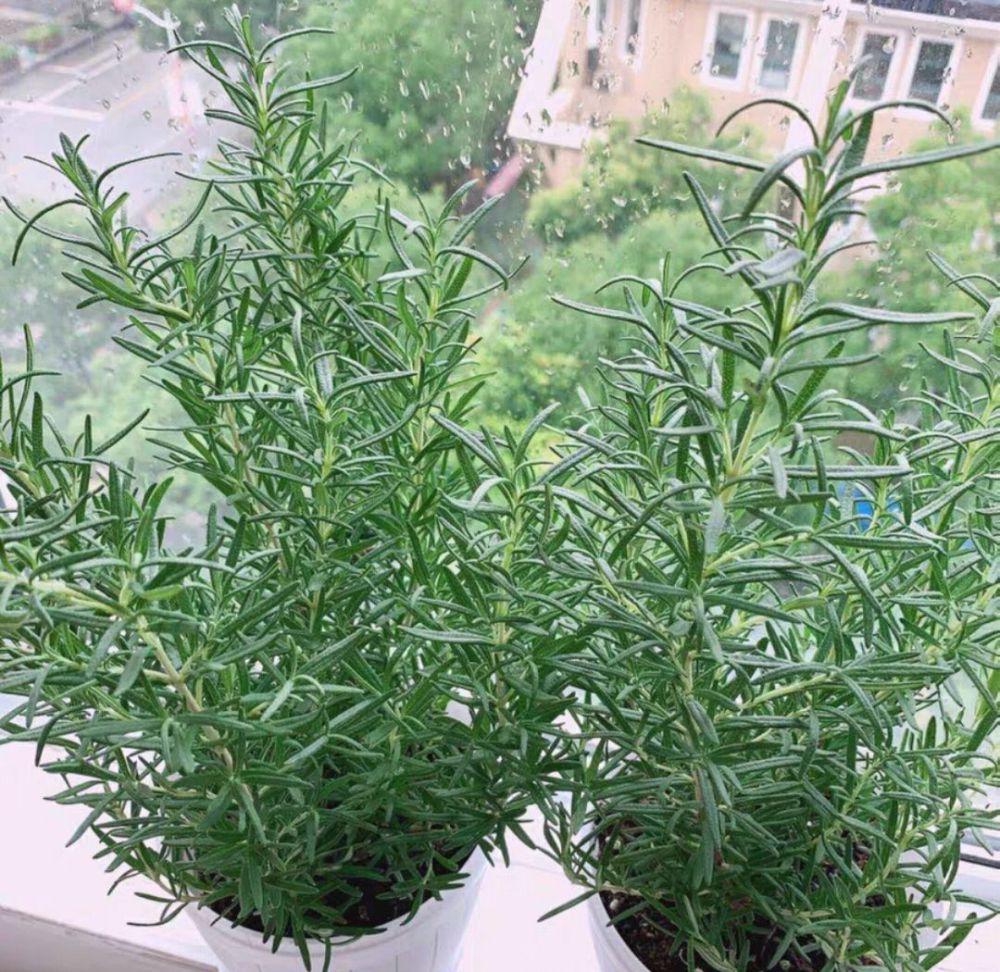 驱蚊草图片，止痒最快的草