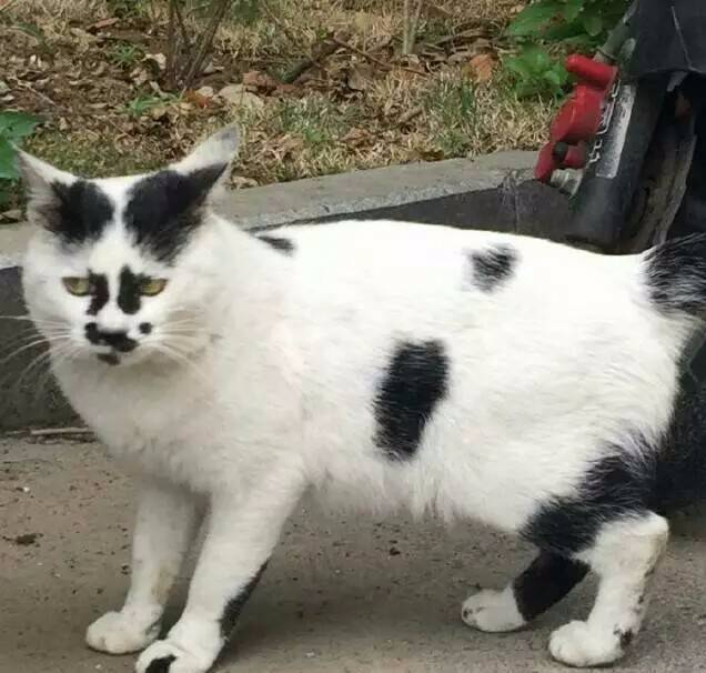最丑的猫，中国十大禁养猫