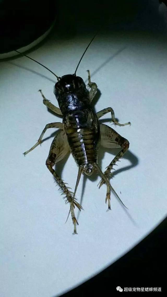 蛐蛐几条腿，蛐蛐几条腿啊?