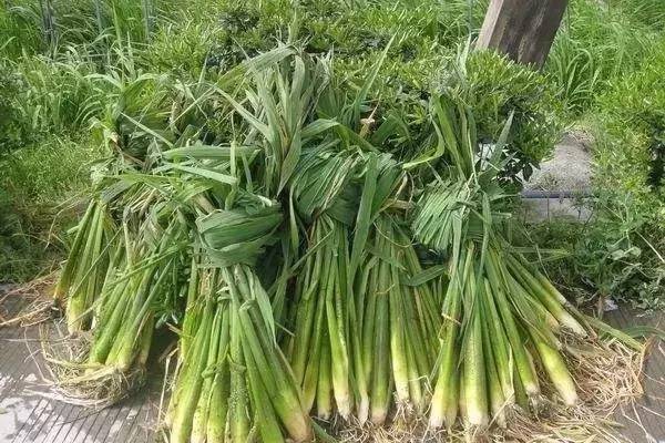 茭白图片，茭白图片功效与作用