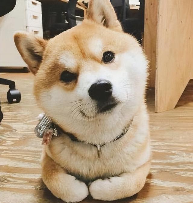 养柴犬的禁忌，为什么很多人不建议养柴犬