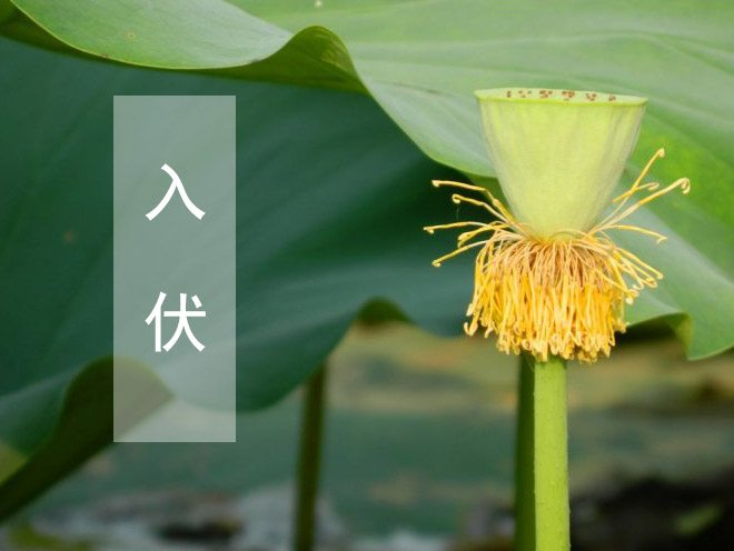 数伏，数伏是什么意思