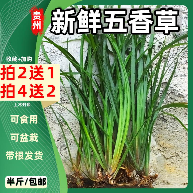 五香草图片，五香草图片及功效