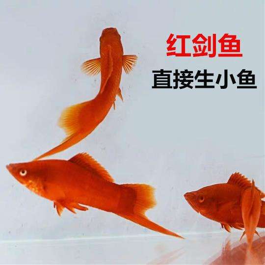 招财鱼死前兆，招财鱼容易死吗