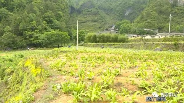 种植药材亩利润三十万，未来10大暴利种植药材