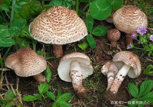 菇的种类，食用菌图片及名称大全