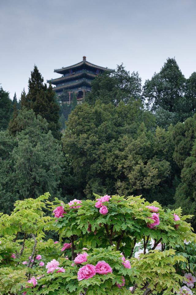北京景山，北京景山学校远洋分校
