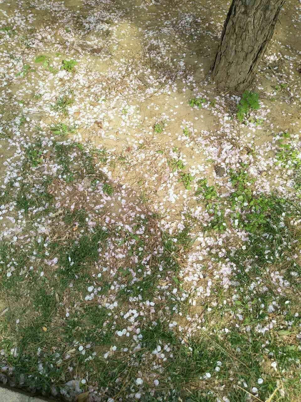 雨落梨花，雨落梨花开