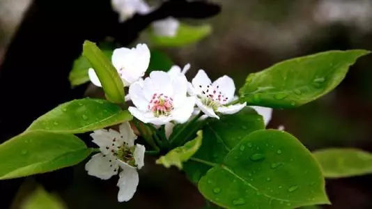 雨落梨花，雨落梨花开