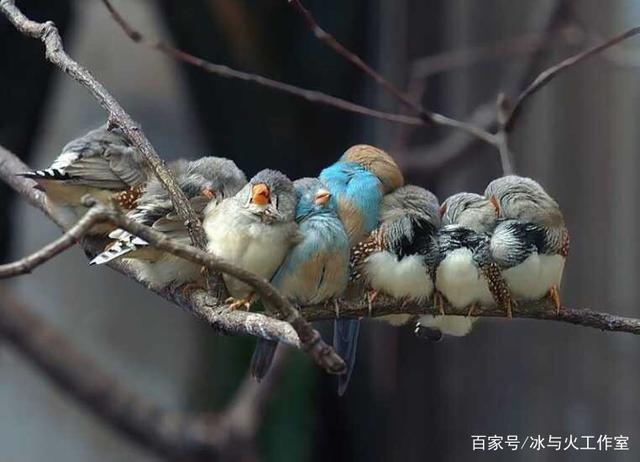 依偎的读音，依偎读音是什么