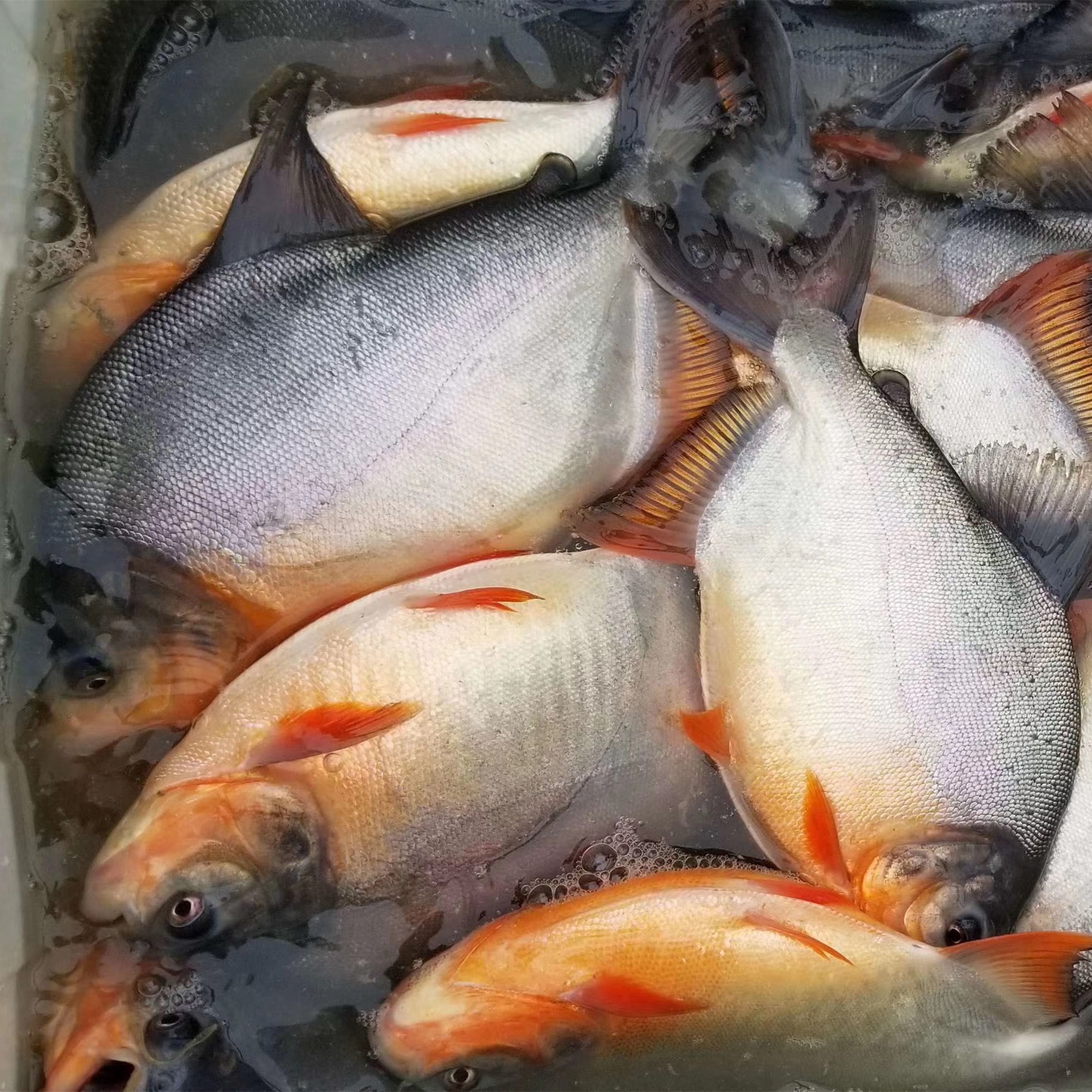 白鲳，白鲳鱼的做法大全