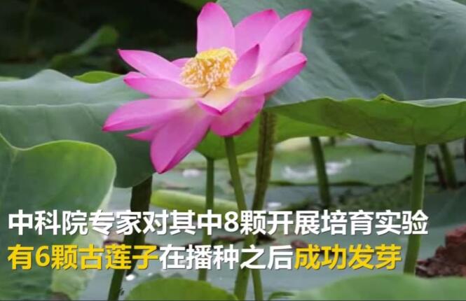 千年莲子，千年莲子为什么能保持生命力