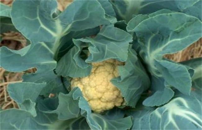 花椰菜英文，broccoli