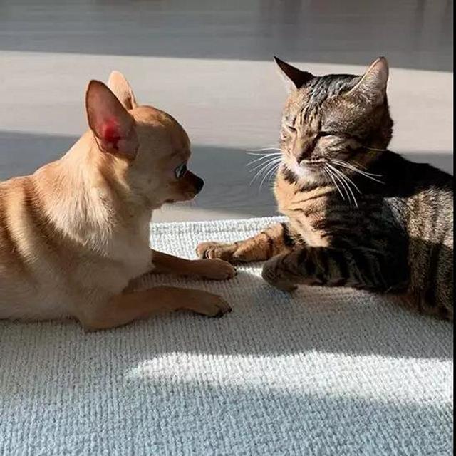猫狗双全，猫狗双全下一句