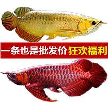 金龙鱼一条多少钱，最贵金龙鱼一条多少钱