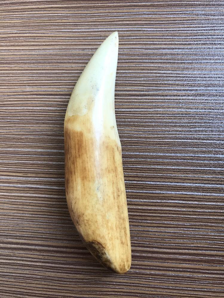 什么动物牙齿最多，蜗牛有多少颗牙齿图片 显微镜