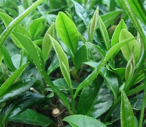 第一茶叶，第一茶叶专著是什么