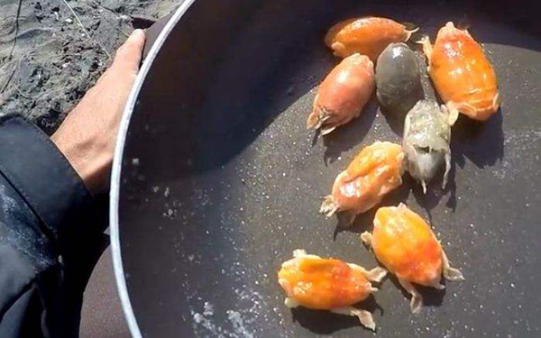 沙蚤脚取出后图片，沙蚤脚取出的是什么