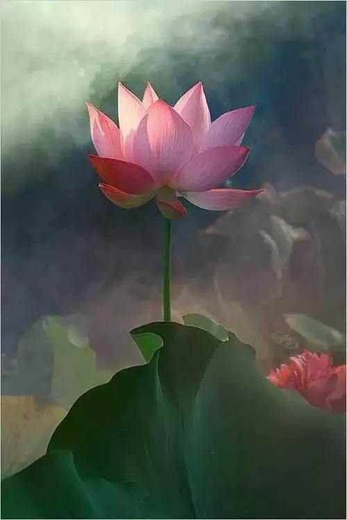 心若莲花，心若莲花简谱