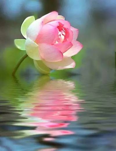 心若莲花，心若莲花简谱