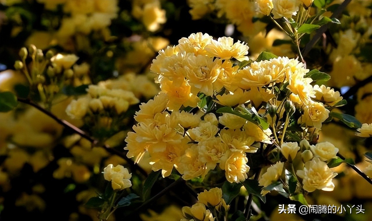 青木香图片，真正沉香木图片