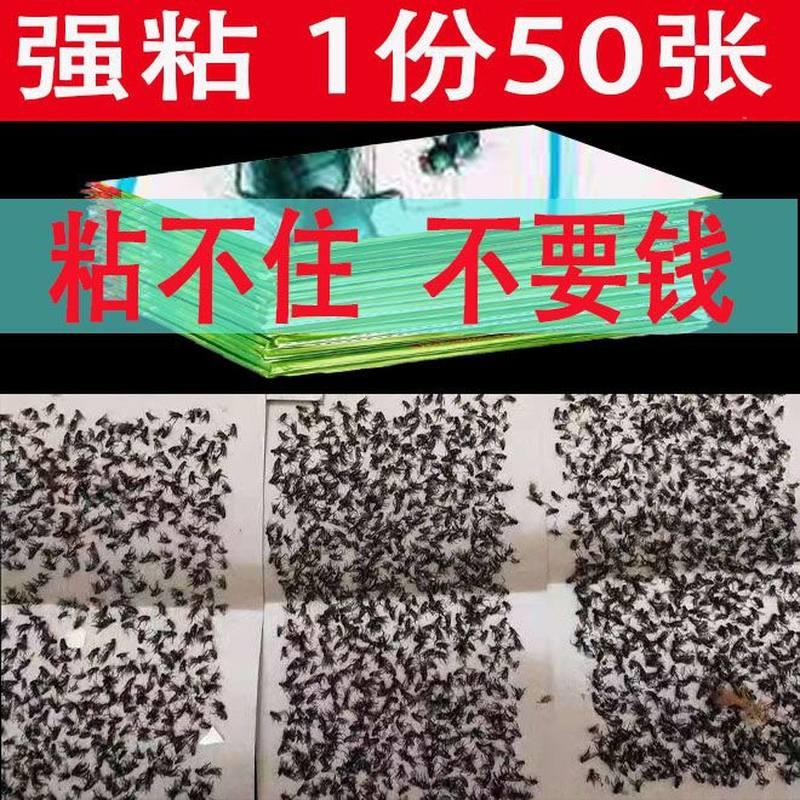 蝇子，蝇子屎