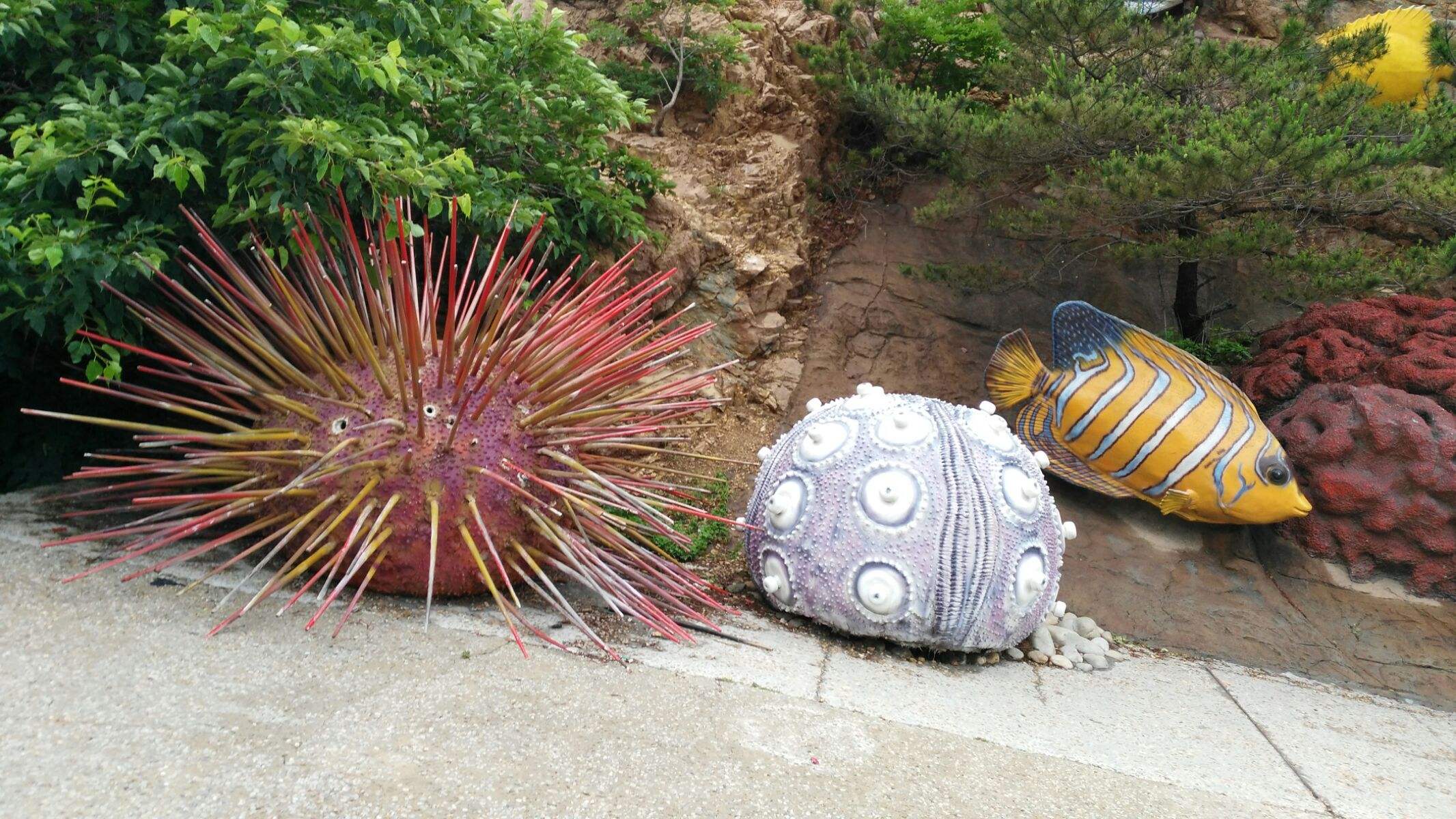 海棒槌，海棒槌是什么门什么纲