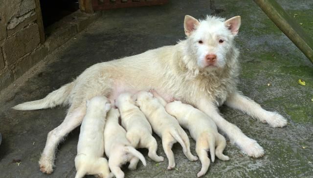 中华神犬，中华神犬田园犬