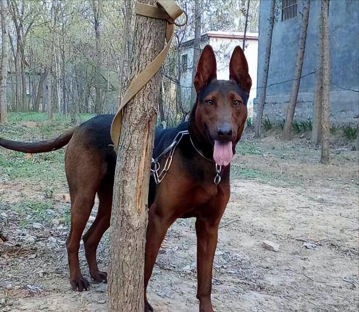 中华神犬，中华神犬田园犬